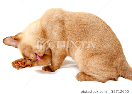 Burmese cat kitty color chocolate, is a breed of Burmese cat kitty color chocolate, is a breed of 53712600
