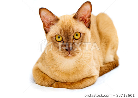 Burmese cat kitty color chocolate, is a breed of Burmese cat kitty color chocolate, is a breed of 53712601