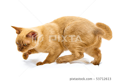Burmese cat kitty color chocolate, is a breed of Burmese cat kitty color chocolate, is a breed of 53712613