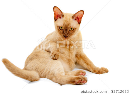 Burmese cat kitty color chocolate, is a breed of Burmese cat kitty color chocolate, is a breed of 53712623