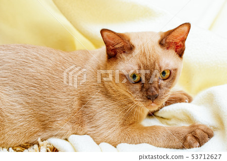 Burmese cat kitty color chocolate, is a breed of 53712627
