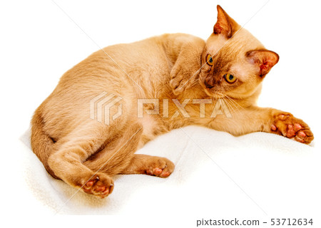 Burmese cat kitty color chocolate, is a breed of 53712634
