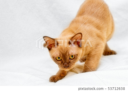 Burmese cat kitty color chocolate, is a breed of Burmese cat kitty color chocolate, is a breed of 53712638