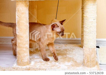 Burmese cat kitty color chocolate, is a breed of Burmese cat kitty color chocolate, is a breed of 53712639
