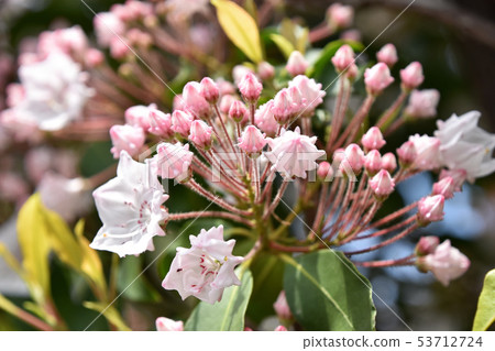 Karmia Karmia 53712724