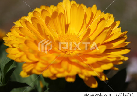 Calendula *・・◦ ◦ ◦Calendula ◦ ◦ ◦・・* Calendula *・・◦ ◦ ◦Calendula ◦ ◦ ◦・・* 53712784