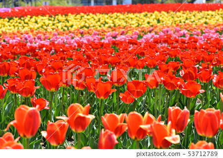 Tulip field 53712789