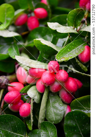 Carunda fruit herb in Thailand 53712790