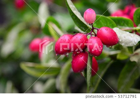 Carunda fruit herb in Thailand 53712791