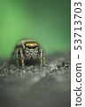 Beautiful Jumping Spider on a green background. Selective focus 53713703
