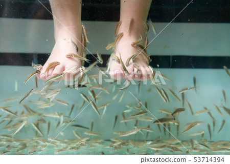 SPA small fish treat tourists feet 53714394