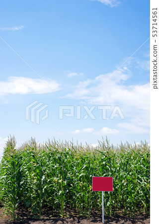 close up Corn field in the countryside. Many young maize grown for sale. Copy space close up Corn field in the countryside. Many young maize grown for sale. Copy space 53714561