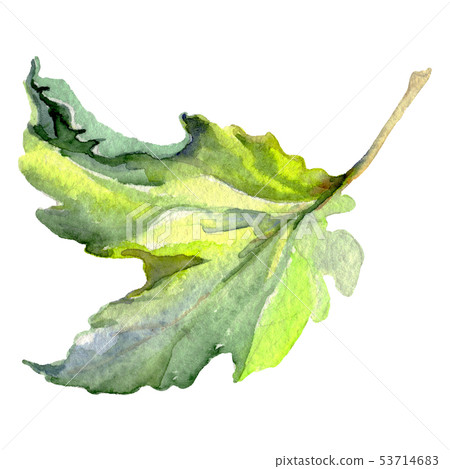 Vine green leaf. Watercolor background illustration set. Isolated grape illustration element. 53714683