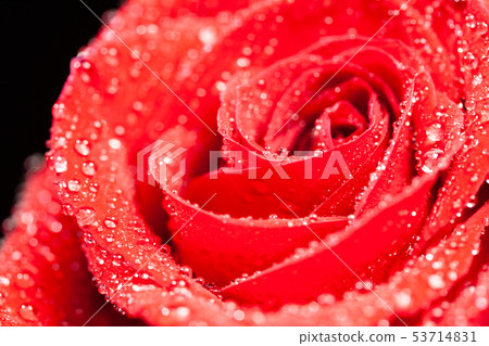 Red rose as symbol of love over black background 53714831