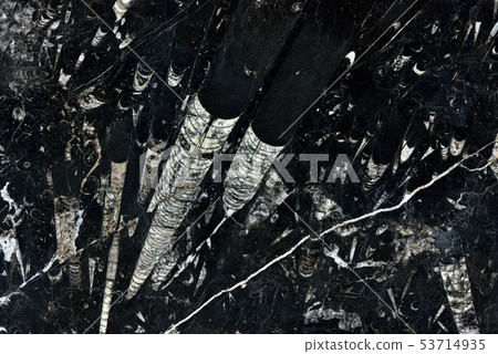 Real natural Nero Fossile texture. Background Real natural Nero Fossile texture. Background 53714935