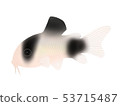 Corydoras·熊貓 53715487