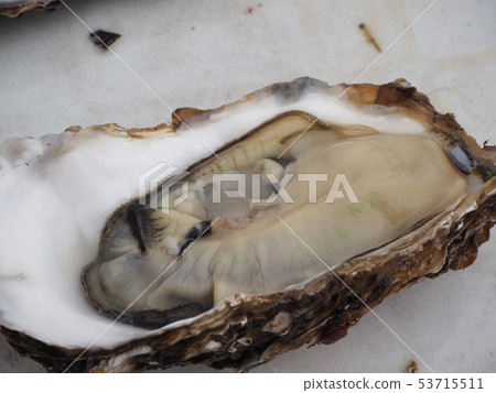 Raw oysters from the fish market in Japan 53715511