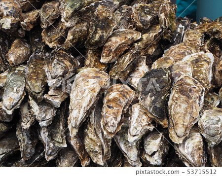 Raw oysters from the fish market in Japan Raw oysters from the fish market in Japan 53715512