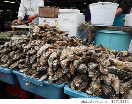 Raw oysters from the fish market in Japan 53715513