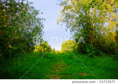 Green grass field and trees Green grass field and trees 53715675