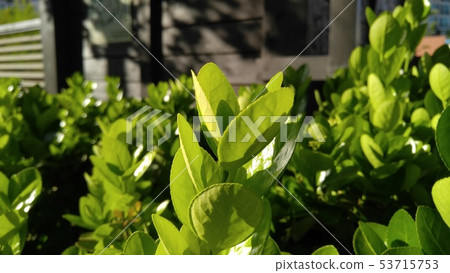 Timber tree 53715753