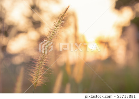 Desho grass, Pennisetum pedicellatum and sunlight Desho grass, Pennisetum pedicellatum and sunlight 53715881