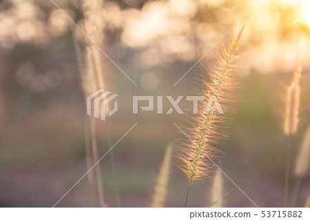 Desho grass, Pennisetum pedicellatum and sunlight Desho grass, Pennisetum pedicellatum and sunlight 53715882