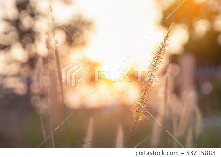 Desho grass, Pennisetum pedicellatum and sunlight 53715883