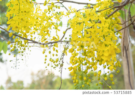 Golden Shower Tree. Cassia fistula Golden Shower Tree. Cassia fistula 53715885