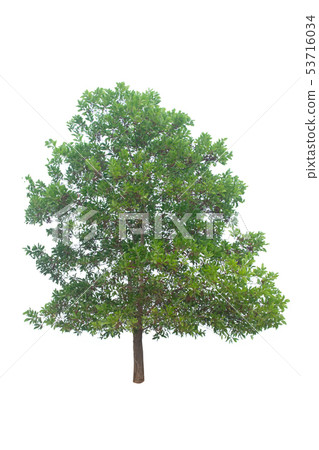 Tree isolated on white background with clipping 53716034