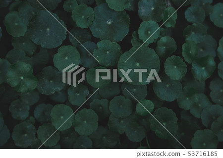 Water Pennywort, Gotu kola, Centella asiatica, Water Pennywort, Gotu kola, Centella asiatica, 53716185