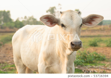 White cow on meadow 53716394