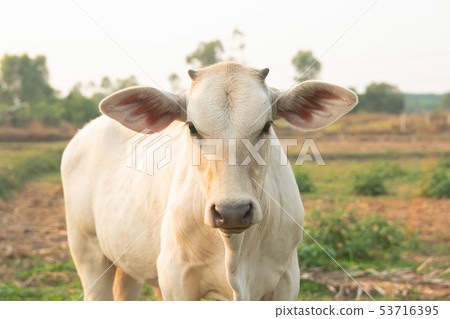 White cow on meadow 53716395