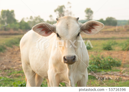 White cow on meadow 53716396