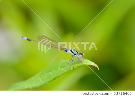 Affiliation Affiliation 53716465