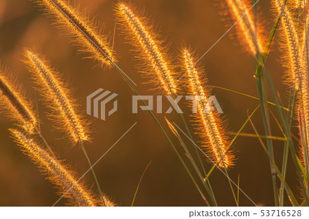 Poaceae grass flower in the rays of the rising Poaceae grass flower in the rays of the rising 53716528