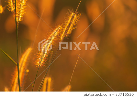 Poaceae grass flower in the rays of the rising 53716530