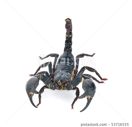 scorpion on white background 53716555