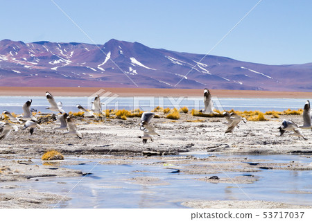 Bolivian lagoon landscape,Bolivia 53717037