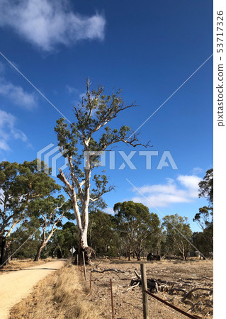 Huge Gum Tree in south Australia Huge Gum Tree in south Australia 53717326
