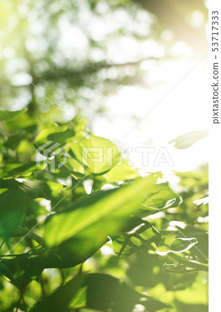 Greenery background, natural background Greenery background, natural background 53717333