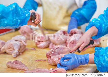 Chicken, close up of poultry processing in food 53718074