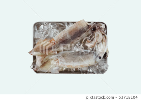 鮮魷魚,魷魚對象 鮮魷魚,魷魚對象 53718104