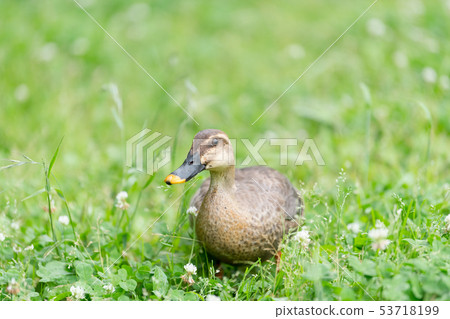 Fresh green and karugamo Fresh green and karugamo 53718199