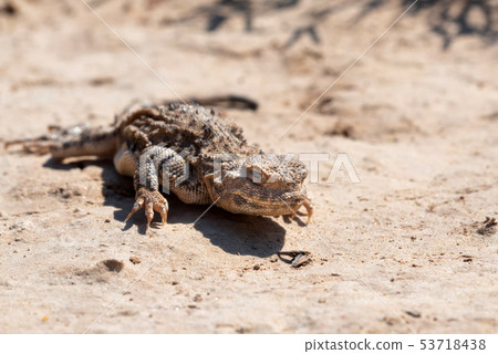 Close portrait of Phrynocephalus helioscopus agama in nature 53718438