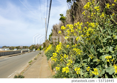 道路(春天) 道路(春天) 53718445