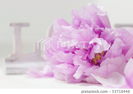 Peony and Love Peony and Love 53718448