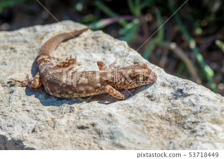 Close up cute small Even-fingered gecko genus Alsophylax on stone Close up cute small Even-fingered gecko genus Alsophylax on stone 53718449