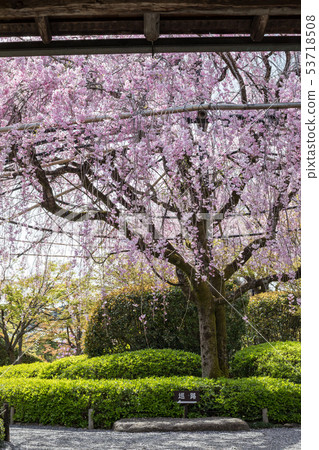 Myoshinji Reitakuin/Red weeping cherry tree Myoshinji Reitakuin/Red weeping cherry tree 53718508