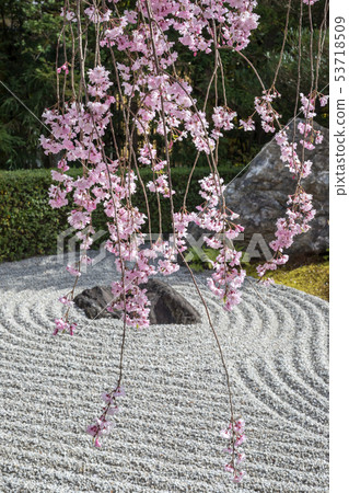 Myoshinji Rezo-in, a cherry blossom that blooms in the dry mountain water of Yin and Yang garden 53718509